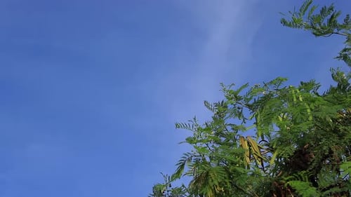 Green Tree Against Bright Blue Sky