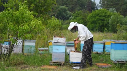 Beekeeper Working With Beehives in Rural Field