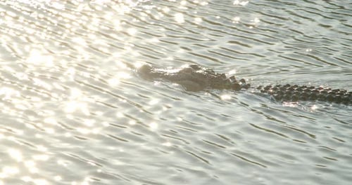 Close Up, Alligator Swimming in Marsh, Wetlands,