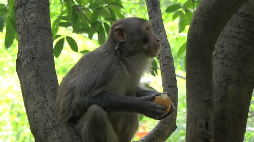 Monkey Eating an Apple Sitting on the Tree at a National Park