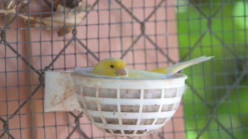 Canary bird inside cage perch on sticks and wires. Serinus canaria, canaries, island canary, canary,