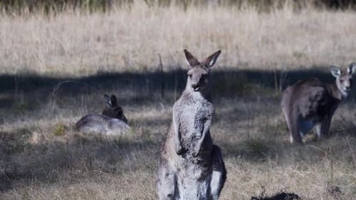 Porträt eines Wallabys, das draußen steht und sich am Körper kratzt - Weitwinkelaufnahme
