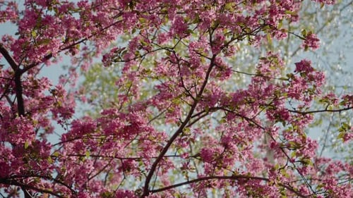 Cherry blossoms bloom beautifully in a vibrant spring park setting