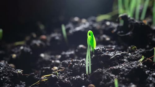Seedlings Sprouting in Dark Soil Close Up