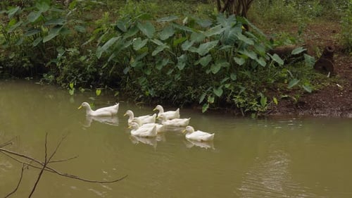 slow motion of group of white duck swimming on a rural pond