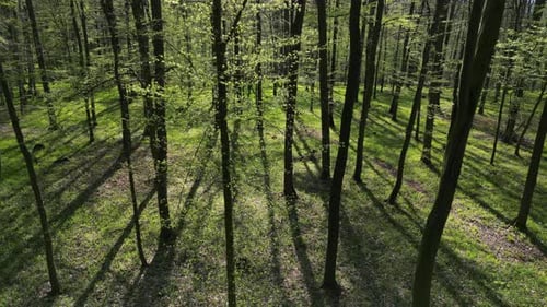 Mit Sonnenschein durch den Frühlingswald