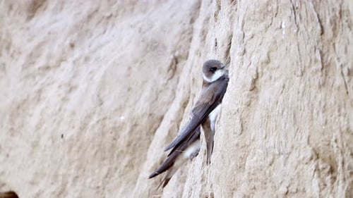 Birds Nesting in a Hole in a Sandbank