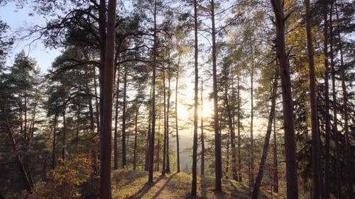 Autumn forest and sun, tilt