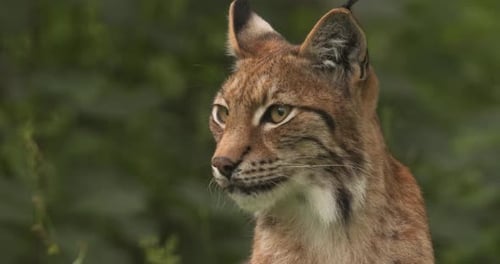 The Eurasian lynx (Lynx lynx) in the forest.