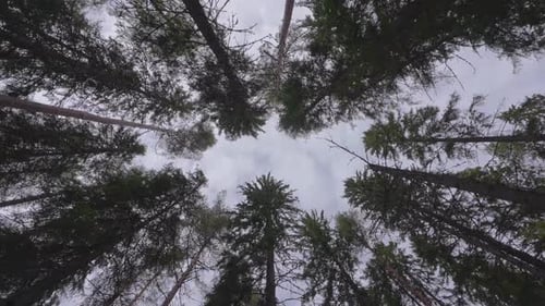 Looking Up On Tall Dense Spruce Trees On Sunset. Low Angle, Orbit