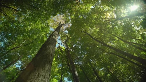 Camera pans while looking straight up at the canopy of the forest, as the sun peeks through the tree