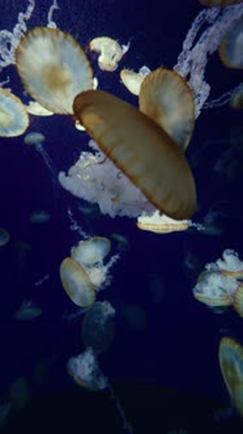 Jellyfish Floating in Water with Soft Underwater Movement
