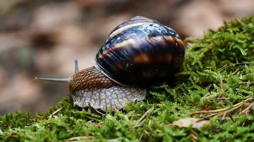 Helix Lucorum- Snail moving head and eyes slowly on green moss.