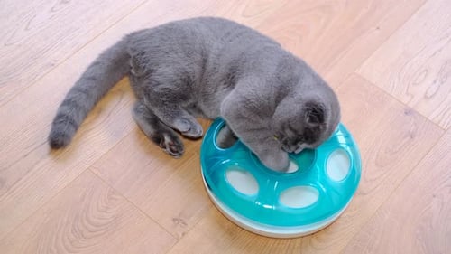 Gray Cat Playing With Circular Toy on Floor