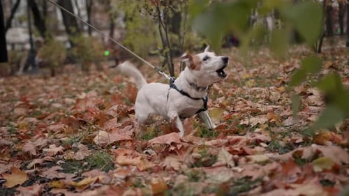 Dog breed Jack Russell Terrier on a leash in the park aggressively barks when he sees an opponent's
