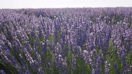 Blühende Lavendelfelder mit blauen Lavendelblüten.