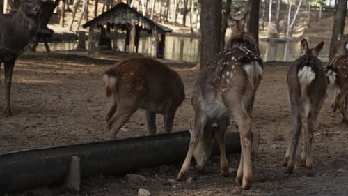 Weißwedelhirsch entdeckte junge Hirsche in der Nähe eines Futterhäuschens im Wald in der Nähe eines Teichs, der Zeitlupe frisst