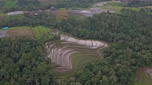 Magnificent aerial view of famous balinese rice paddies flooded with water. Stunning landscape of