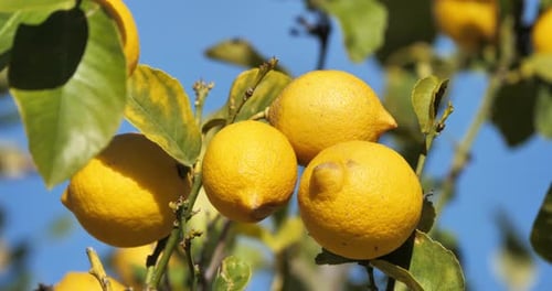Lemon fruits on tree, Southern France, Occitania, France