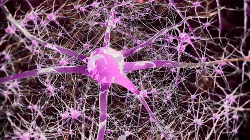 Neurônios cerebrais. Atividade das células nervosas