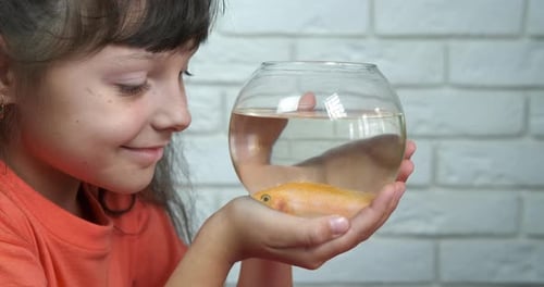With a golden fish in aquarium.