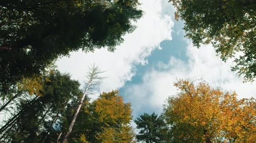 Passage of Clouds Over Trees with Autumn Colored Canopy in Mountain