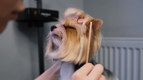 Dog Grooming with Comb at Home