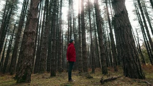 Man is Watching the Tall Empty Tree During Autumn Season in Mountain