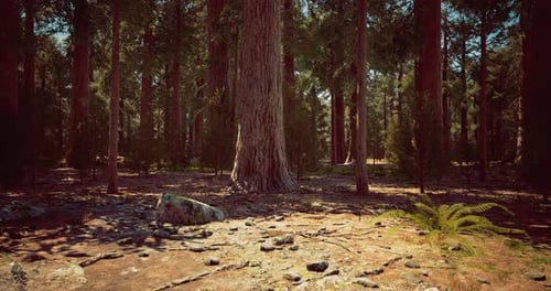 Lush Forest Landscape Showcasing Towering Trees and Vibrant Undergrowth