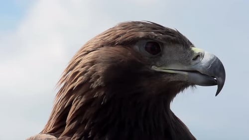 Golden Eagle Looks Around