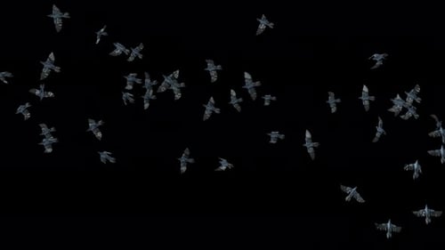 Realistic Flock of Birds Flying Naturally