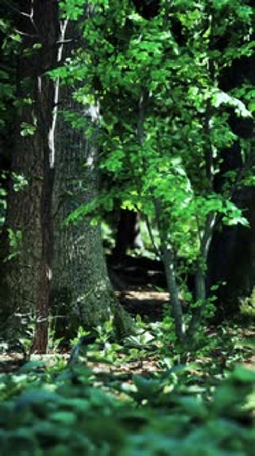 A Forest Filled with Lots of Green Trees