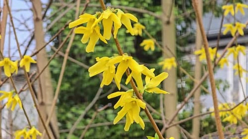 gros plan de forsythia à fleurs jaune vif au printemps dans la nature