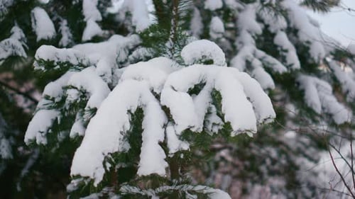 Evergreen Branches Heavily Laden with Fresh Winter Snow