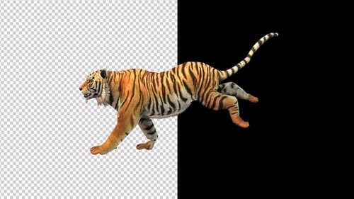 Tiger Run Transparent Background 2