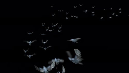 Flock of White Pigeons Flying Loop with Alpha