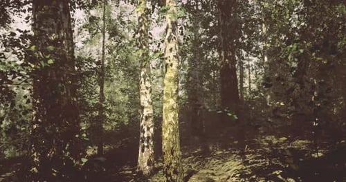Lush Forest Scenery Filled with Tall Trees and Vibrant Greenery During Daylight