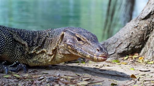 Tranquil Monitor Lizard Resting by Tree in urban park in Thailand