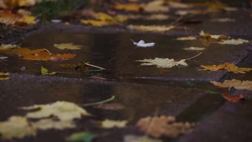 Rain Drops Falling At The Puddle 13