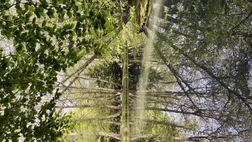 Wunderschöner Frühling, See und Wald, Frühlingssaison, abstrakter natürlicher Hintergrund, verschwommene Silhouetten von
