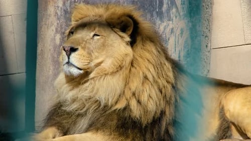 Close-up of a Lion lying on the ground