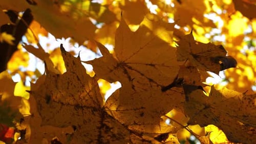 Yellow Maple Leaves on Tree Branches Gently Swaying in the Wind at Sunny Day Lush Autumn Orange