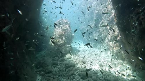 School of fish, coral reef and wildlife in water, ocean and nature or habitat, aquatic and tropical