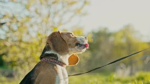Training Beagle Dog on Leash Green Fresh Grass Beautiful Dog Gets a Treat
