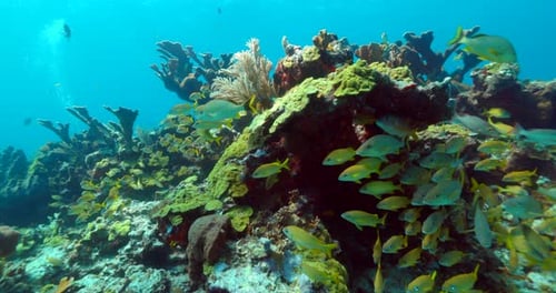 School of yellowtail snappers on a reef in Cancun Mexico