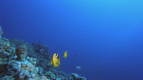 Clownfish Underwater Blue Sea