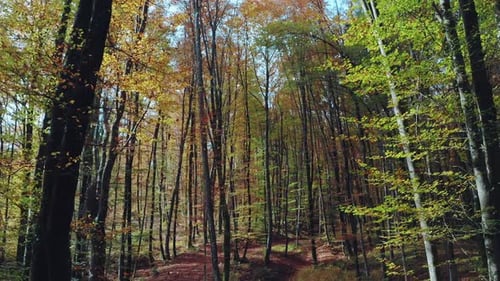 Beautiful autumn morning in the forest with colorful leaves.