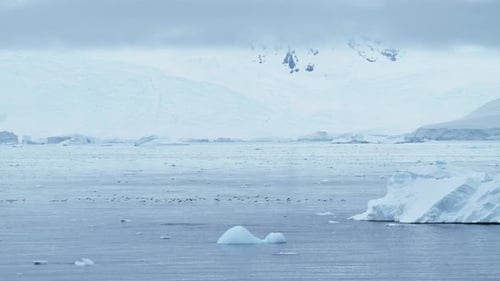 Whale Tail Fluke Glides Through Antarctica Ice