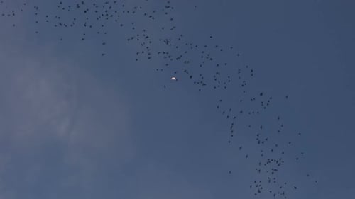 Fledermäuse