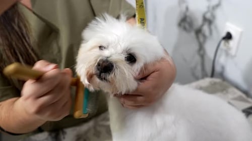 Woman Brushing Fluffy White Dog at Home